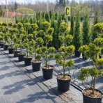 Cyprusovec leylandský (Cupressocyparis leylandii) ´CASTLEWELLAND GOLD´ - výška 120-130 cm, kont. C18L - POMPONS 